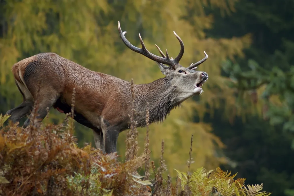 Un cervo durante il bramito autunnale nei boschi della Val di Peio