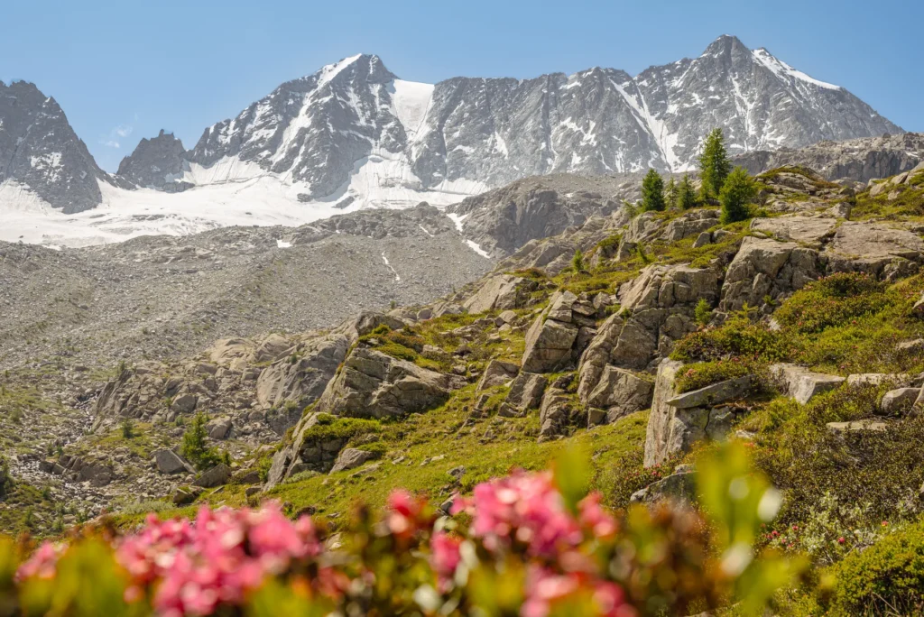 Un sentiero fiorito in primavera, con le cime sullo sfondo